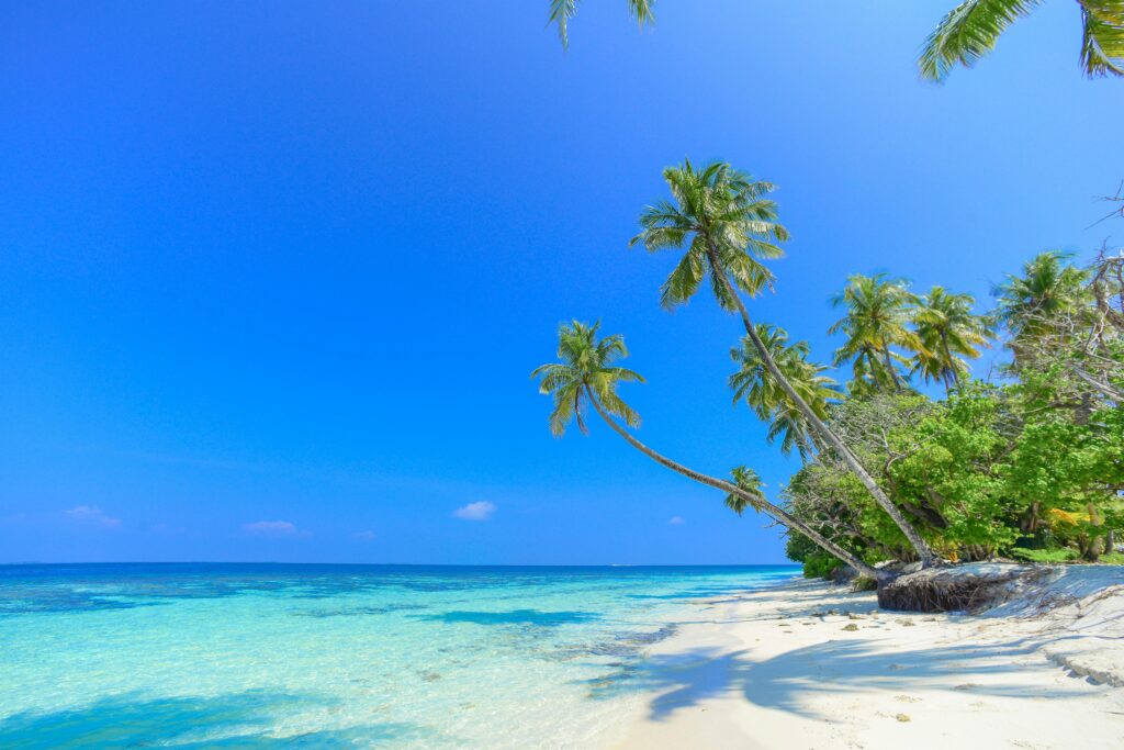 A serene beach scene with palm trees under a clear blue sky, perfect for a tropical getaway.
