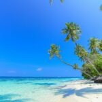 A serene beach scene with palm trees under a clear blue sky, perfect for a tropical getaway.